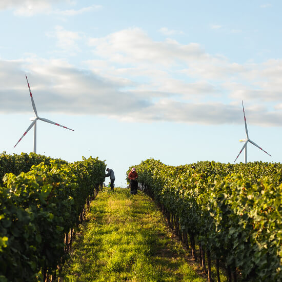 Windräder im Schlumberger Weingut in Österreich