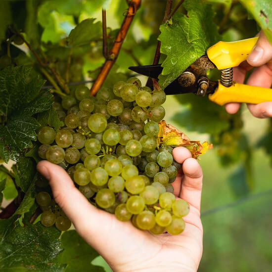 Trauben bei der Ernte im Schlumberger Weingut