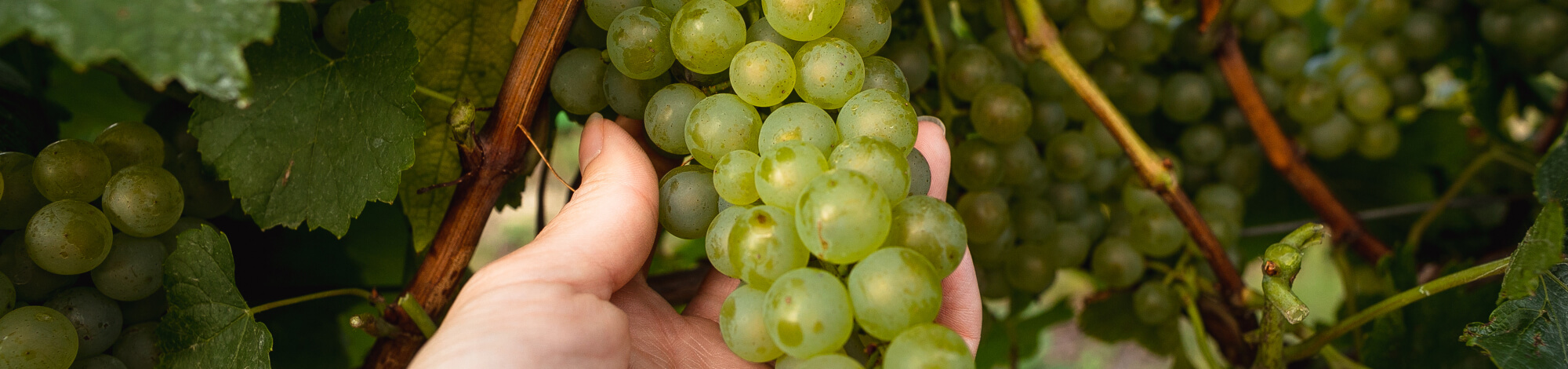 Traubenernte im Schlumberger Weingut in Österreich