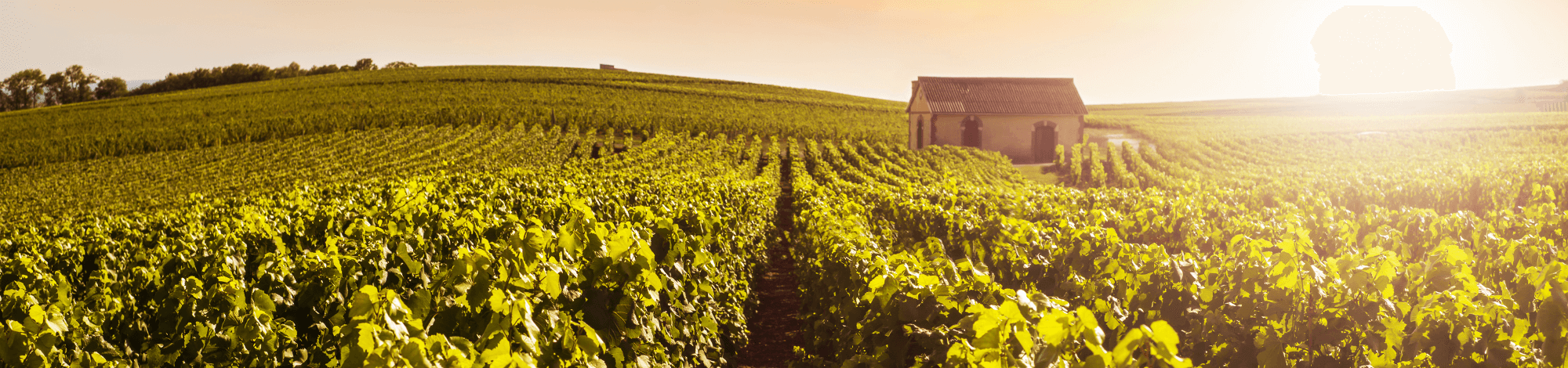 Landschaftsaufnahme von Weinreben mit aufgehender Sonne und einem kleinen Häuschen