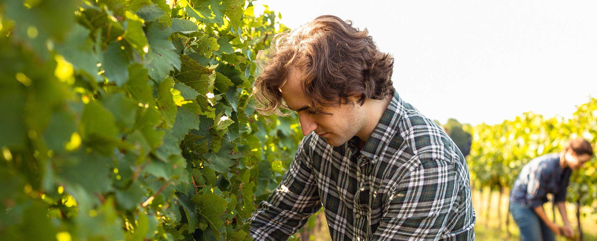 Ein Mitarbeiter bei der Weinlese für Schlumberger